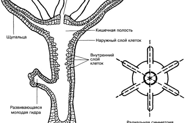 Где найти ссылку на кракен