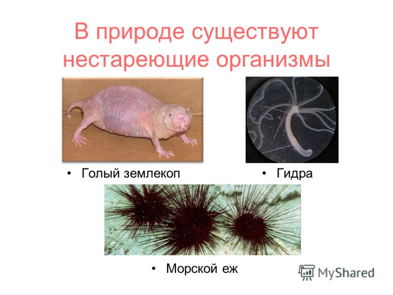 Кракен оф ссылка